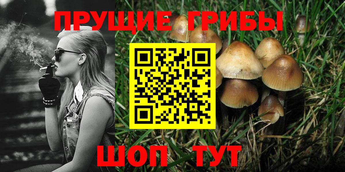 Псилоцибиновые грибы Psilocybe  где купить наркотик  Сокол  Вход с VPN 